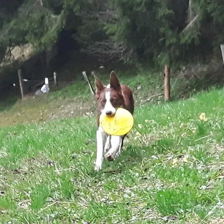 Apartmán Haus Moesenlechner Maishofen