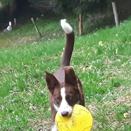 Haus Moesenlechner Apartmán *