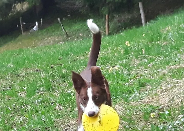 Haus Moesenlechner 아파트 *